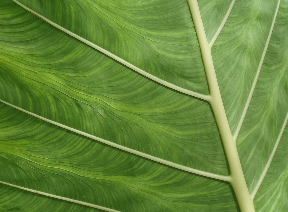 Dinas Damkar Pulang Pisau Evakuasi di Gedung Sekolah